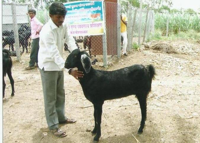 Osmanabadi Goat Farming